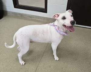 An adult medium-sized female Pit Bull Terrier dog named Petey Anne for adoption in Bucyrus, OH