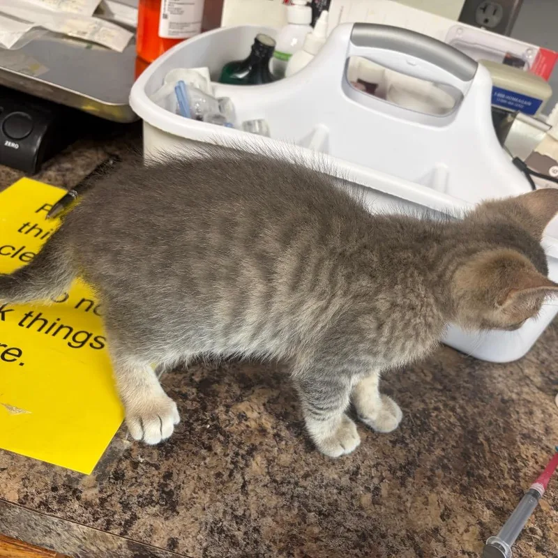 A baby small-sized male Gray / Blue / Silver Domestic Short Hair cat named Worldwind for adoption in Carroll, IA