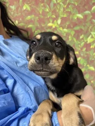 A young small-sized female Shepherd dog named Susie for adoption in San Antonio, TX