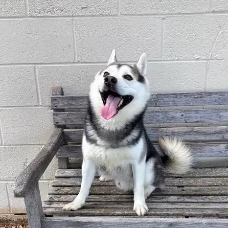 An adult medium-sized male Gray / Blue / Silver Husky dog named Remi D for adoption in Princeton, MN