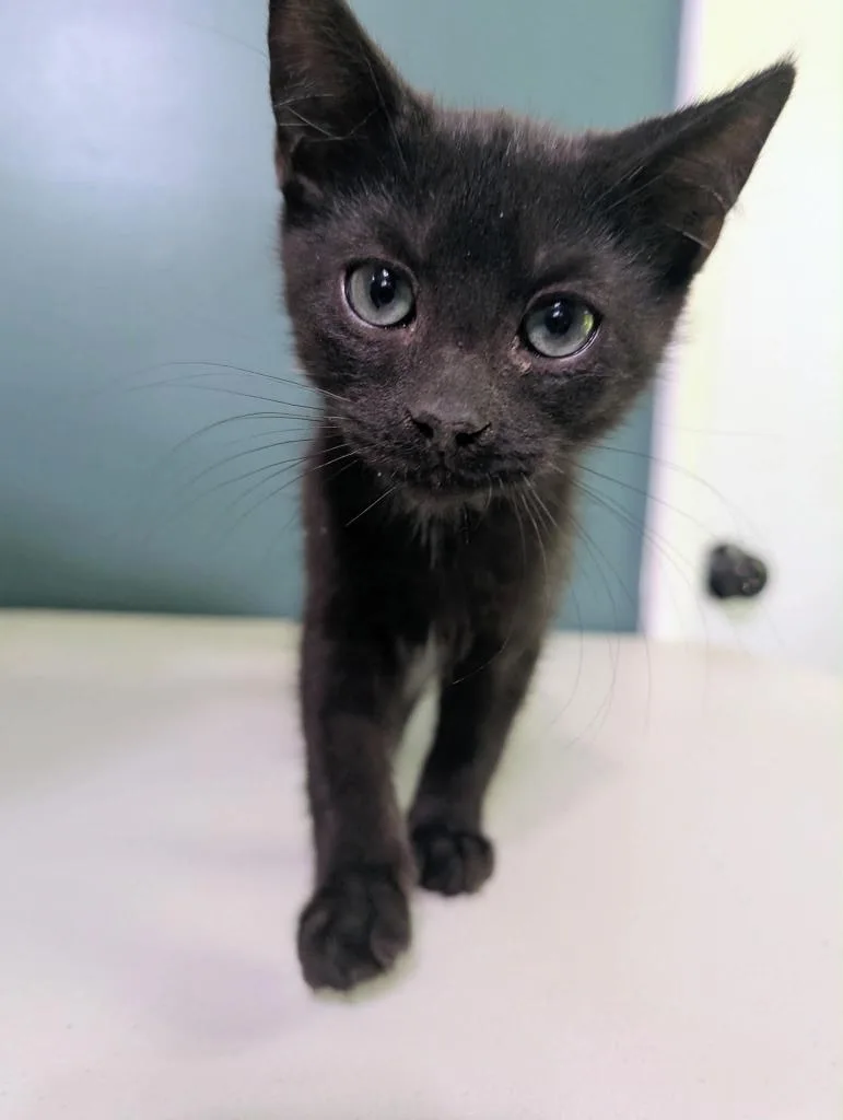 A baby large-sized male Domestic Short Hair cat named Bender for adoption in Augusta, GA