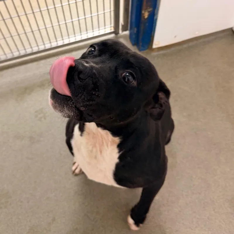 An adult medium-sized male Black Mixed Breed dog named Bullfrog for adoption in Rocky Mount, VA