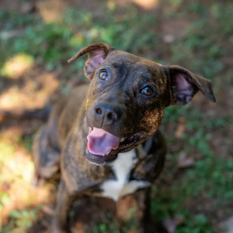 A young medium-sized female Terrier dog named Olive for adoption in Gainesville, GA
