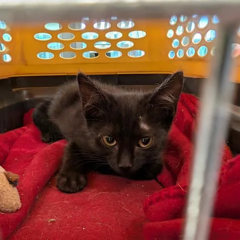 A baby small-sized male Domestic Short Hair cat named Roger for adoption in San Martin, CA