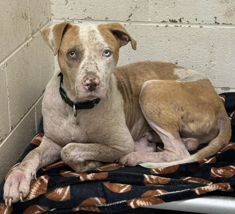 A young medium-sized male Pit Bull Terrier dog named Ozark for adoption in Rowlett, TX