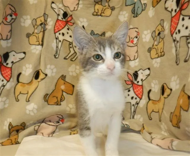 A baby small-sized male Domestic Short Hair cat named Presley for adoption in San Jose, CA