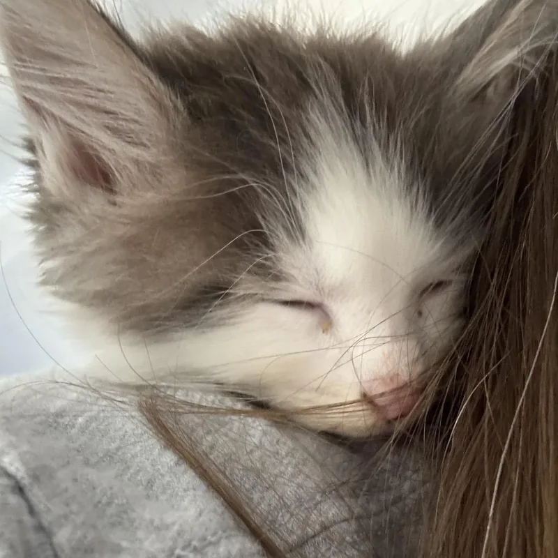 A baby small-sized male Brown / Chocolate Domestic Medium Hair cat named Penguin for adoption in Sunnyvale, CA