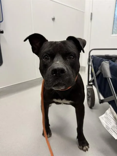 An adult large-sized male Pit Bull Terrier dog named Klaus for adoption in Mesa, AZ