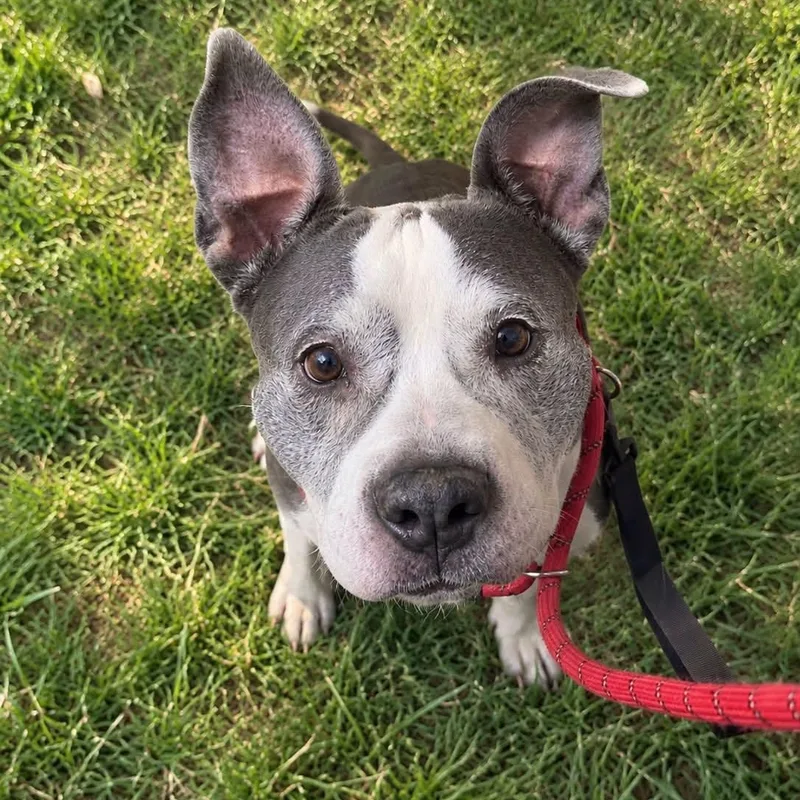 A senior medium-sized female Mixed Breed dog named Frosty for adoption in Warren, OH