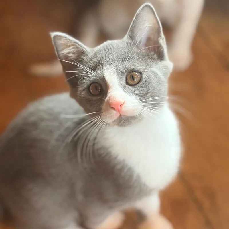 A baby small-sized female Gray / Blue / Silver Domestic Short Hair cat named Gracie for adoption in Aldie, VA