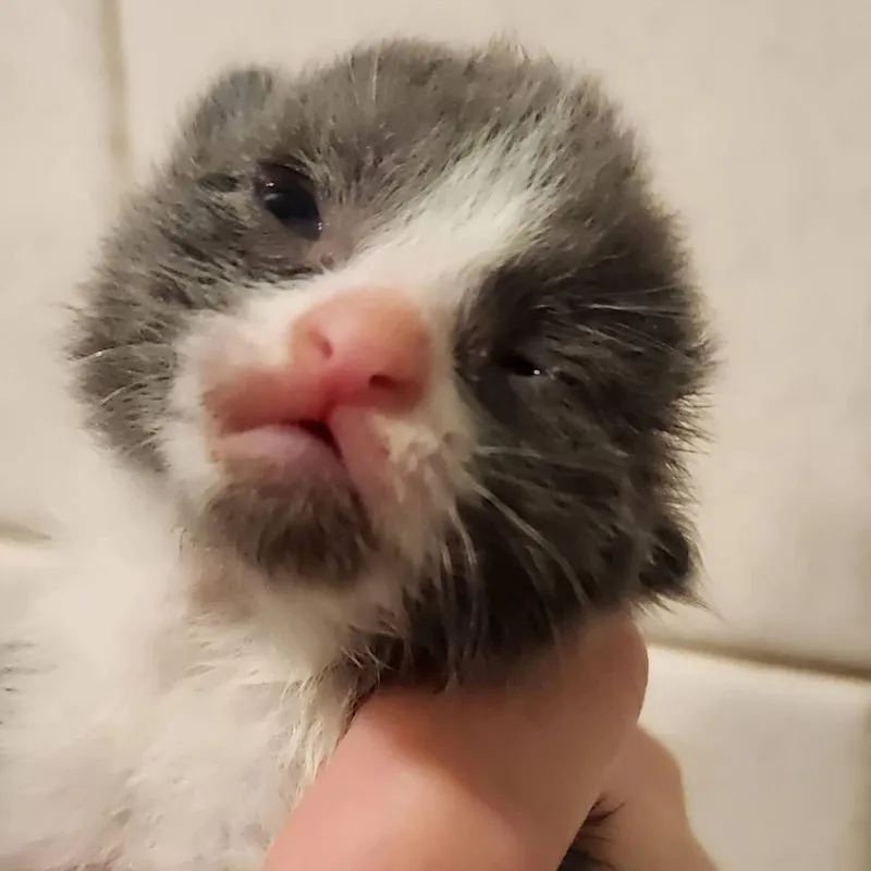 Gracie thumbnail 3