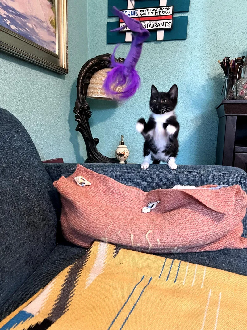 A young medium-sized female Black & White / Tuxedo Domestic Short Hair cat named Sweet Pea for adoption in Pensacola, FL