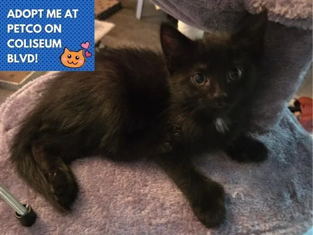 A baby small-sized female Domestic Short Hair cat named Poly for adoption in Fort Wayne, IN