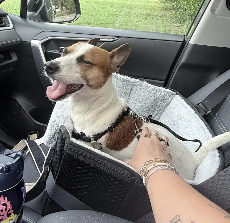 A young small-sized male Parson Russell Terrier dog named Georgie for adoption in Hillsborough, NC