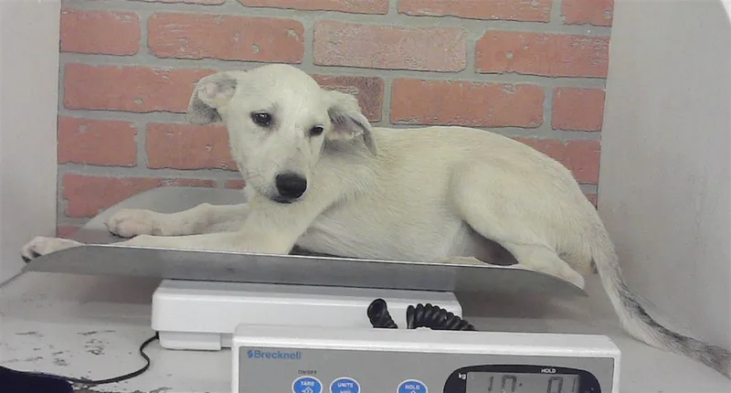A baby small-sized female German Shepherd Dog dog named Alexa for adoption in Houston, TX