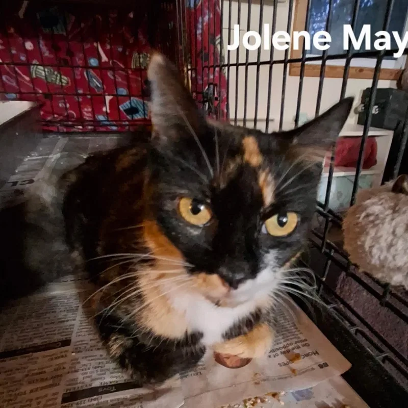 An adult medium-sized female Tortoiseshell Domestic Short Hair cat named Jolene May for adoption in Aldie, VA