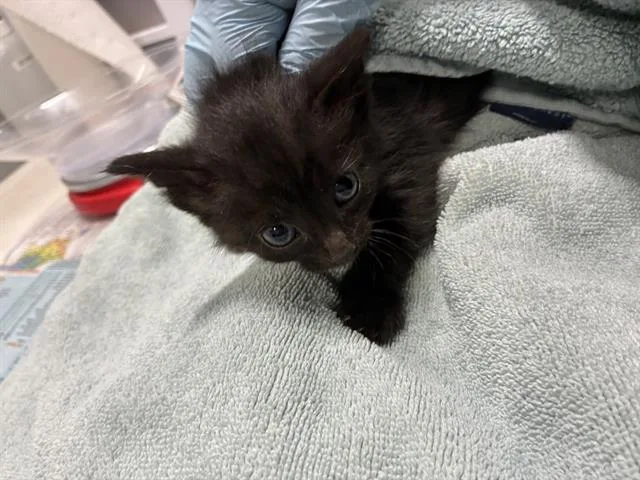 A baby small-sized female Domestic Medium Hair cat named Bo Peep for adoption in San Martin, CA