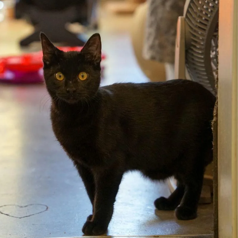 A young medium-sized female Domestic Short Hair cat named Magpie for adoption in Jackson, WY