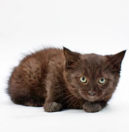 A baby small-sized female Domestic Short Hair cat named Froyo for adoption in Morton Grove, IL