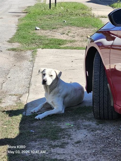 An adult medium-sized male Labrador Retriever dog named Bimbo for adoption in San Antonio, TX