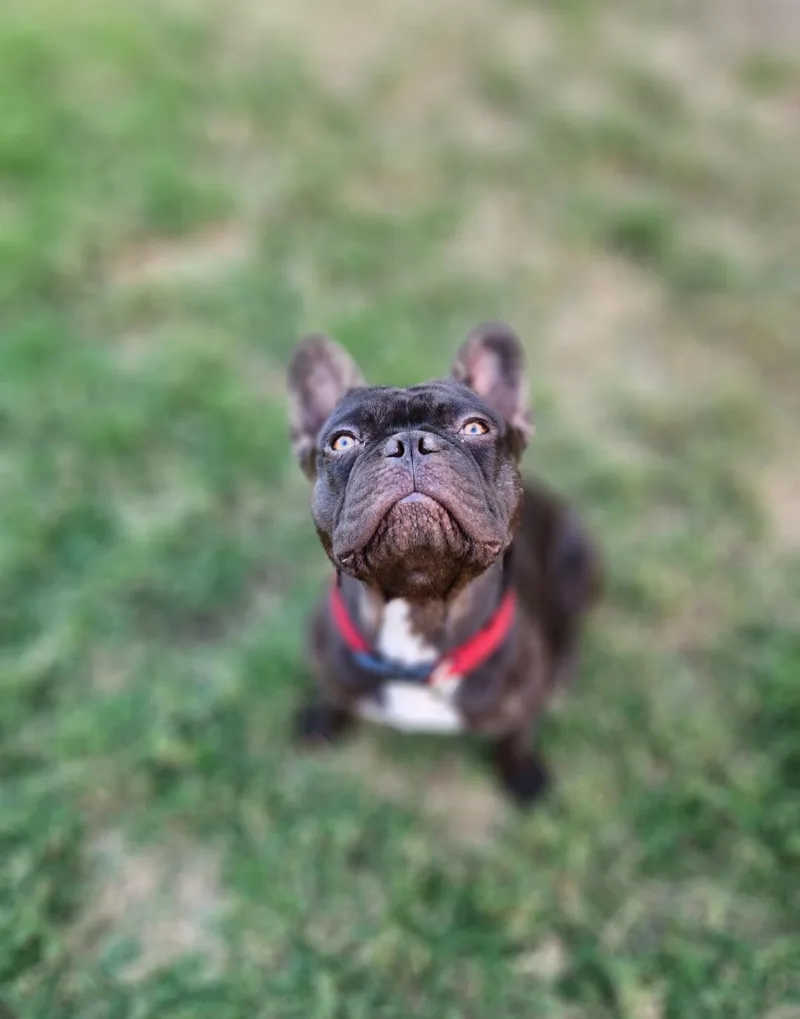 Rolo  Chocolate thumbnail 4