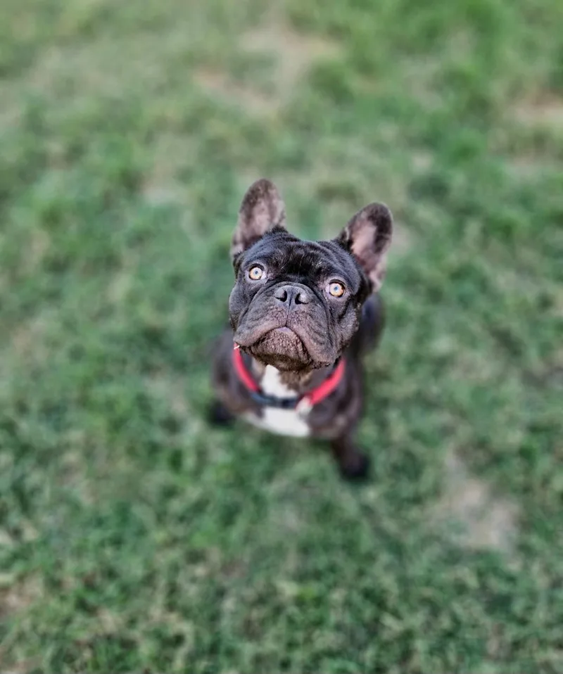 Rolo  Chocolate thumbnail 5