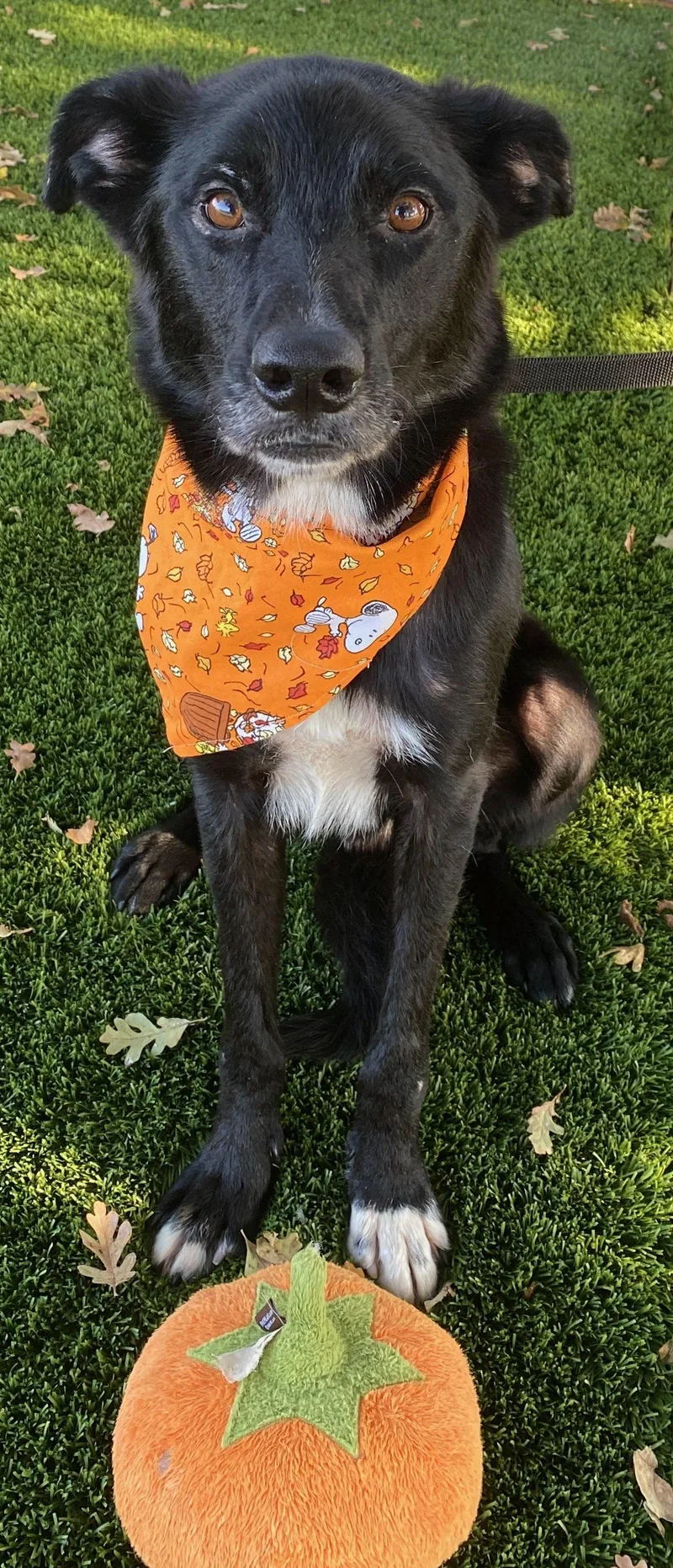 An adult medium-sized male Border Collie dog named Stitch for adoption in Colusa, CA