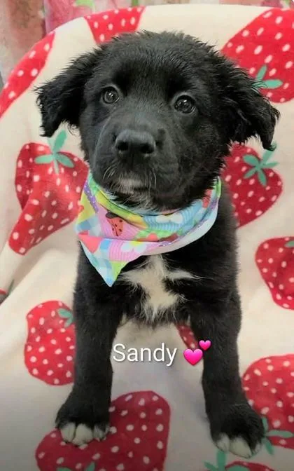 A baby large-sized female Flat-Coated Retriever dog named Sandy for adoption in Morton Grove, IL