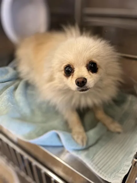 A young small-sized male Pomeranian dog named Dopey for adoption in Chula Vista, CA