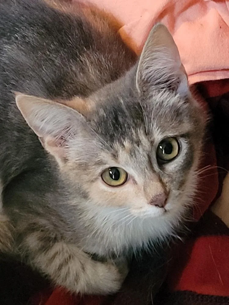 A baby small-sized female Domestic Short Hair cat named Missy Hissy for adoption in Salisbury, NC