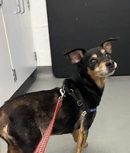 A senior small-sized male Chihuahua dog named Jake for adoption in Seattle, WA