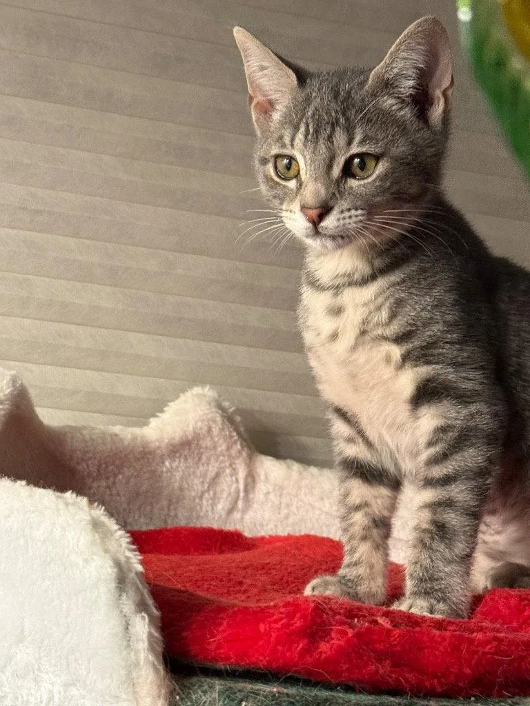 A young medium-sized male Tabby cat named Wolf for adoption in Garner, NC