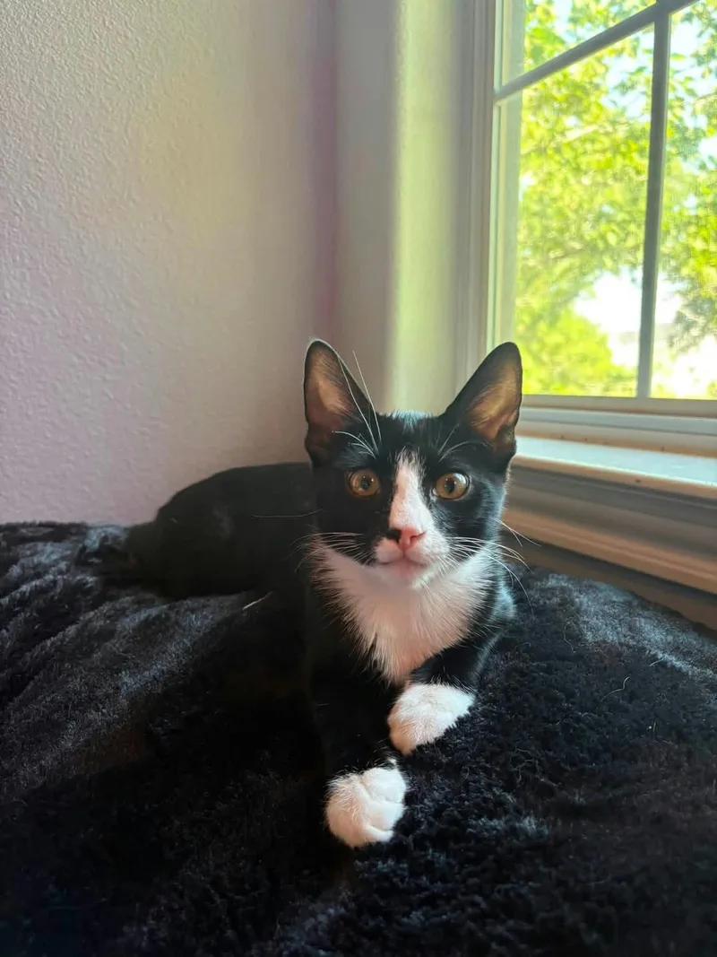A baby medium-sized male Black & White / Tuxedo Domestic Short Hair cat named Orbit for adoption in Houston, TX