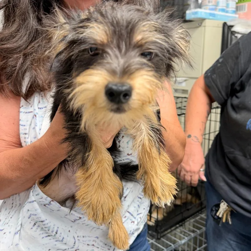 A young small-sized female Yorkshire Terrier dog named Pretzel for adoption in Ewing, NJ