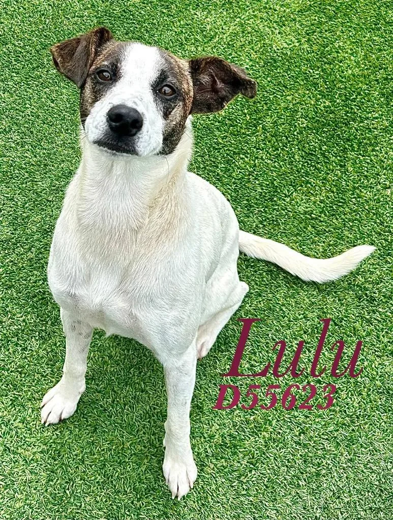 A young medium-sized female Jack Russell Terrier dog named Lulu for adoption in Clarksville, TN