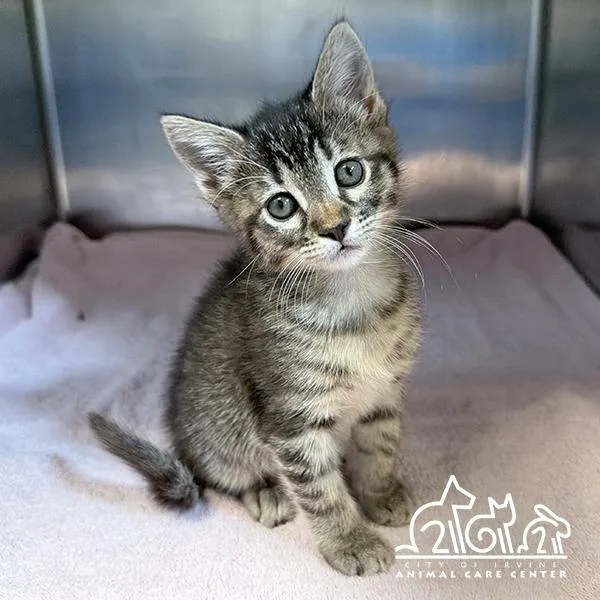 A baby small-sized female Domestic Short Hair cat named Kasha for adoption in Irvine, CA