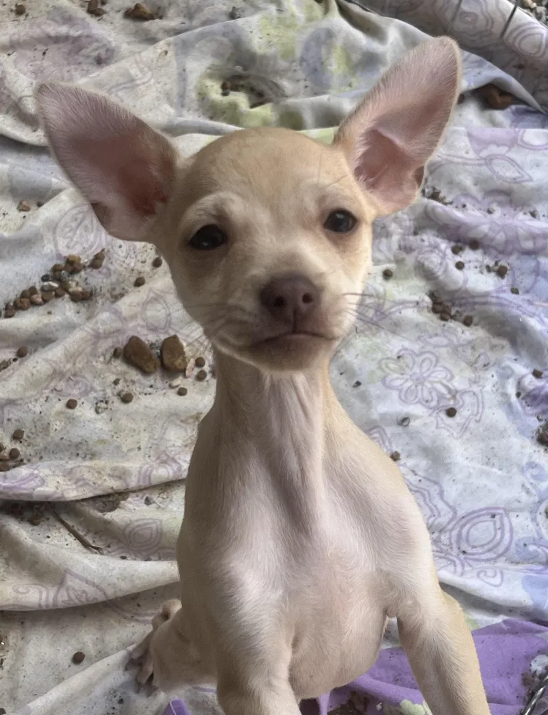 A baby small-sized male Yellow / Tan / Blond / Fawn Chihuahua dog named Bread for adoption in Longmont, CO