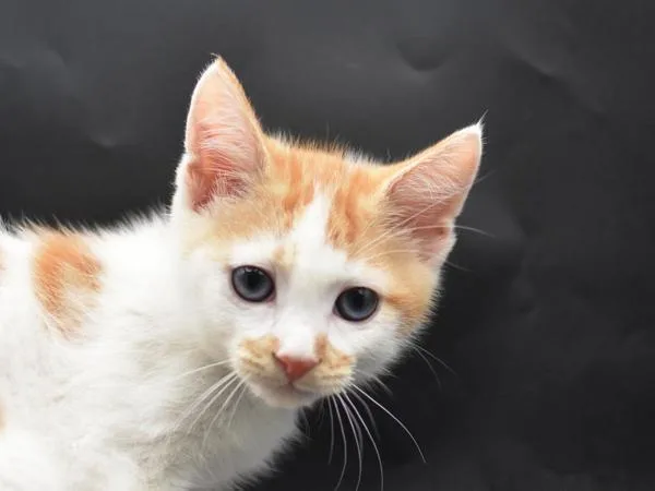 A baby small-sized male Domestic Short Hair cat named Cantaloupe for adoption in Portland, OR