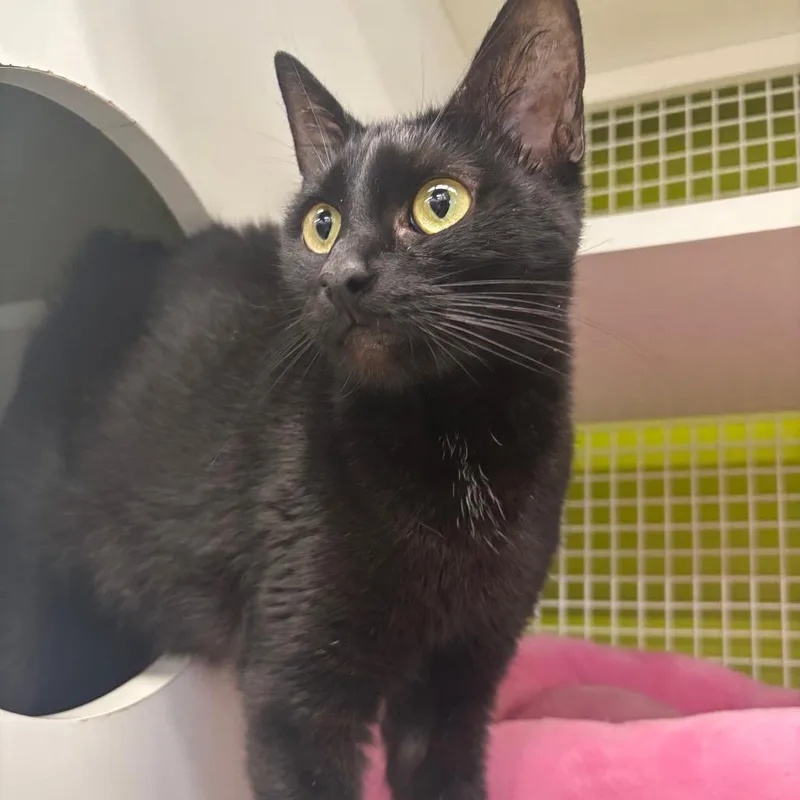 An adult small-sized female Black Domestic Short Hair cat named Lana Del Rey for adoption in La Grange, KY