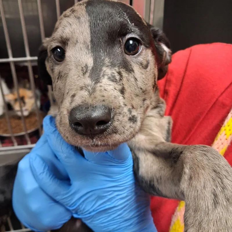 A baby small-sized male Pit Bull Terrier dog named Sagittarius for adoption in Birmingham, AL
