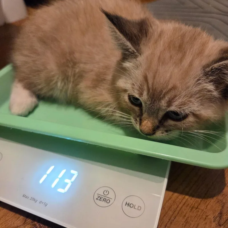 A baby small-sized male Cream / Ivory Siamese cat named Rigatoni for adoption in Tustin, CA