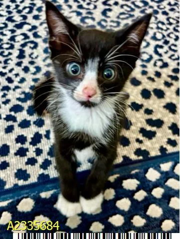 A baby small-sized male Domestic Short Hair cat named Buttons for adoption in West Palm Beach, FL