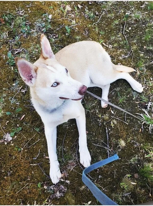 A young medium-sized male Yellow / Tan / Blond / Fawn Husky dog named Hutch for adoption in Pegram, TN
