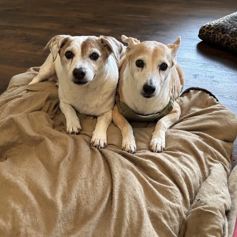A senior small-sized female White / Cream Jack Russell Terrier dog named Juba Lee for adoption in North Myrtle Beach, SC