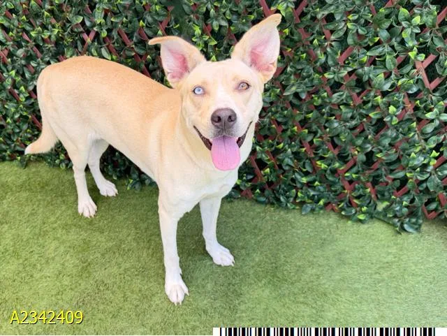 A young large-sized female Mixed Breed dog named Rogue for adoption in West Palm Beach, FL