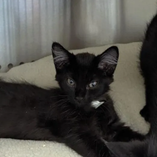 A baby small-sized female Black Domestic Short Hair cat named Madrid for adoption in Lynchburg, VA