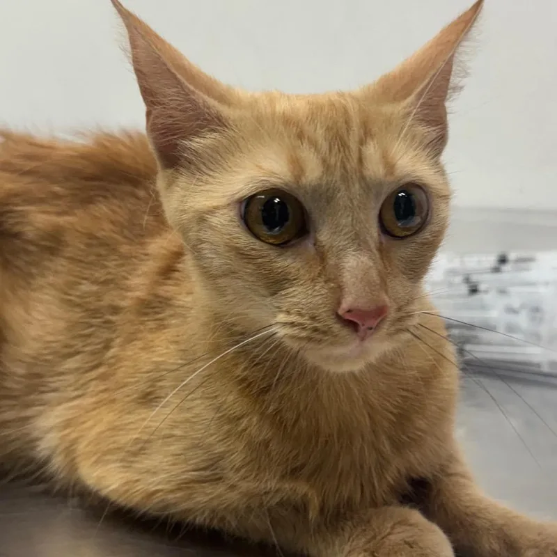 An adult medium-sized female Orange / Red Domestic Short Hair cat named Butterscotch for adoption in Newark, NJ