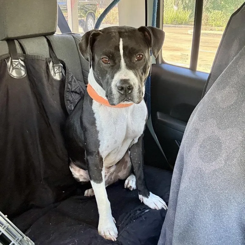 An adult medium-sized male Black American Staffordshire Terrier dog named Waylon Jennings for adoption in Houston, TX