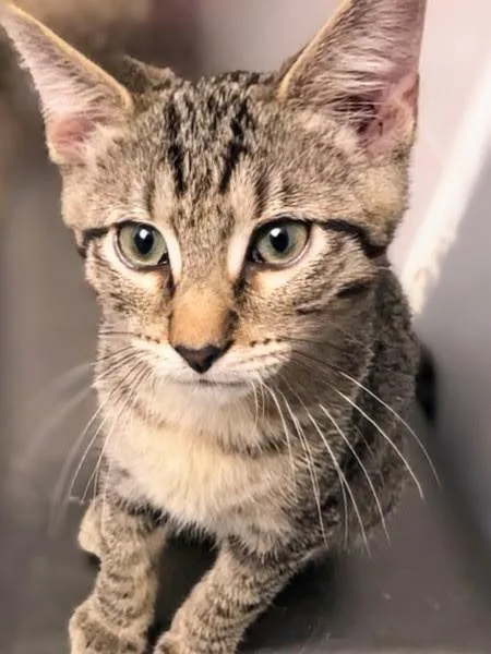 A baby medium-sized male Tabby (Brown / Chocolate) Domestic Short Hair cat named Jericho for adoption in Johnsburg, IL