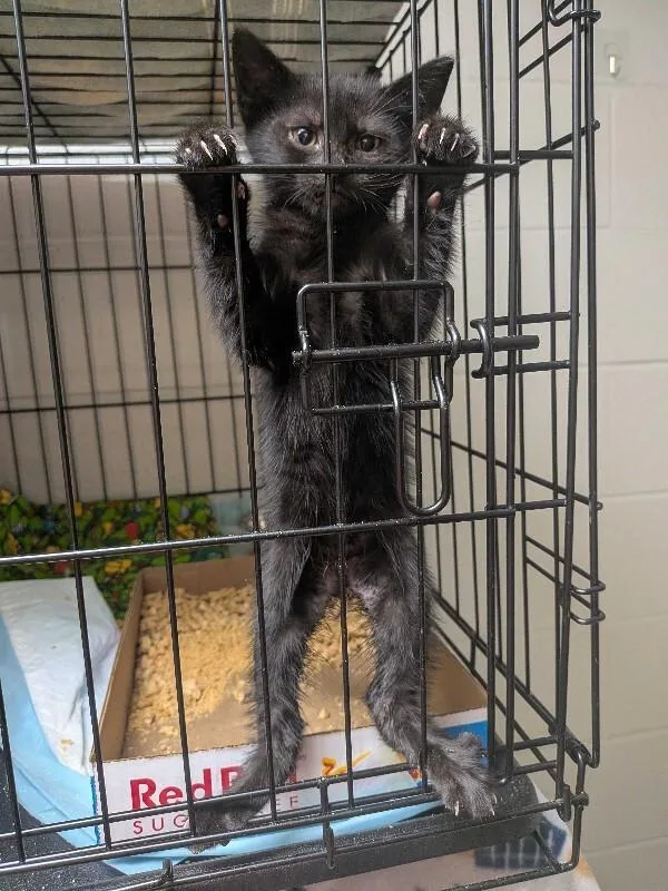 A young small-sized female Black Domestic Medium Hair cat named NY Knicks for adoption in Cincinnati, OH